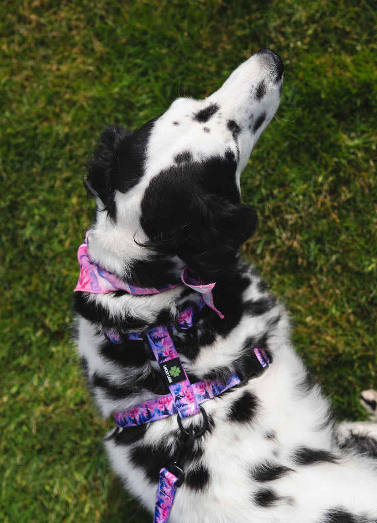 Highly Adjustable Strap Harness- Cocktails at 5