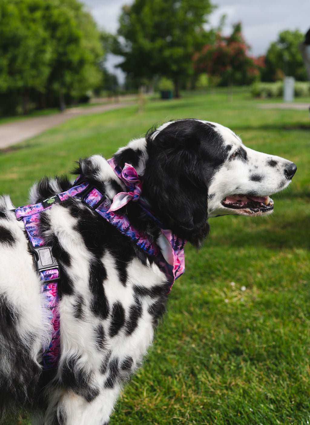 Highly Adjustable Strap Harness: Ice Cream Dreams- 75 Licks