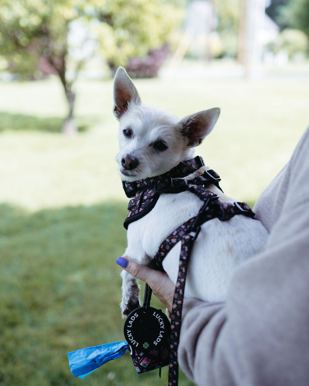 Comfort No Tangle Leash- Pump Up The Volume