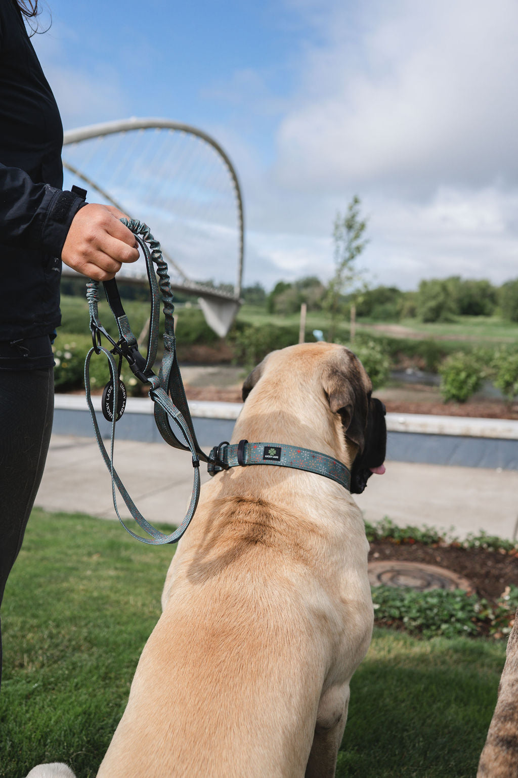 Adjustable Heavy Duty Big Fluff XXL Collar - Atomic Starburst