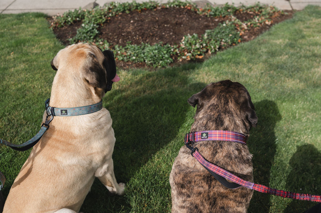 Adjustable Heavy Duty Big Fluff XXL Collar - Atomic Starburst