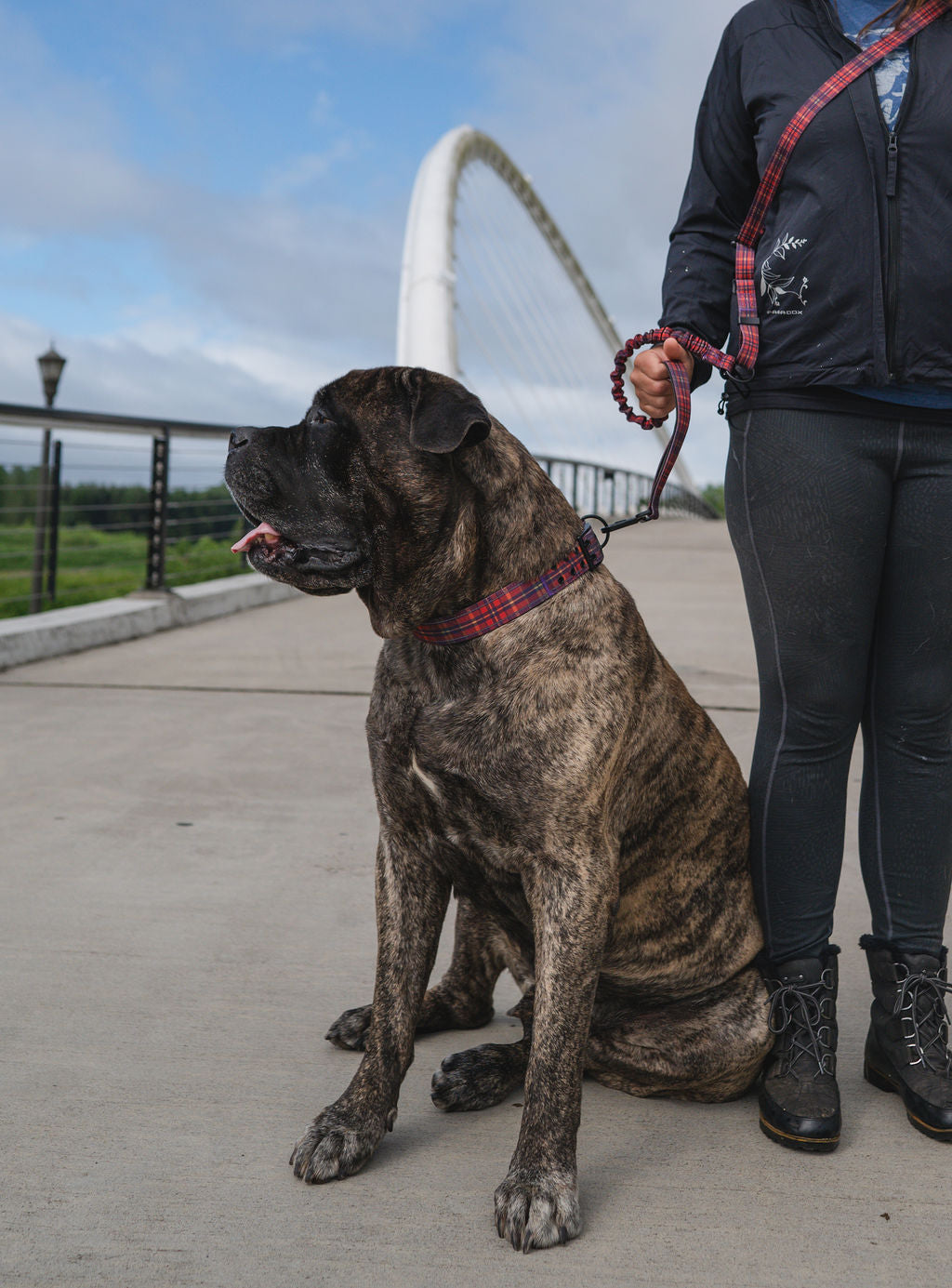 Deluxe Adjustable No Pull Leash: Straight Outta Ireland Tartan