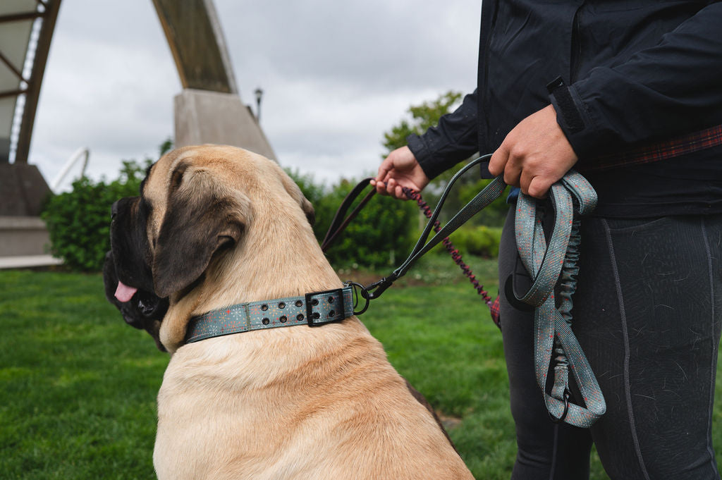 Adjustable Heavy Duty Big Fluff XXL Collar - Atomic Starburst