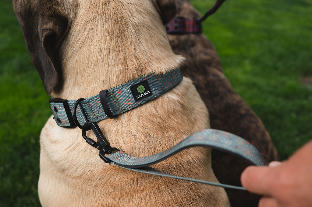 Adjustable Heavy Duty Big Fluff XXL Collar - Atomic Starburst