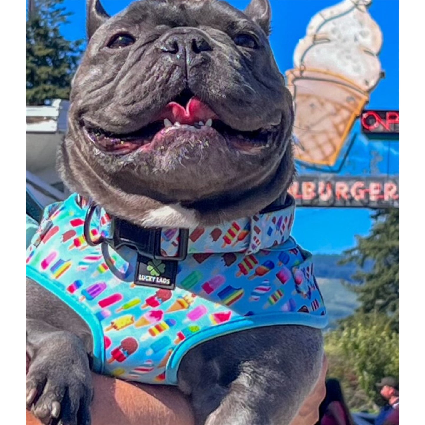 Adjustable Comfort Collar with attached Air Tag Holder - Ice Cream Dream - 75 Licks