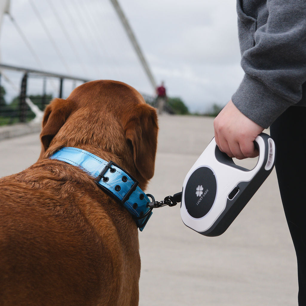 Rechargeable LED Retractable Leash with Front LED Spotlight and Colored Side LED's