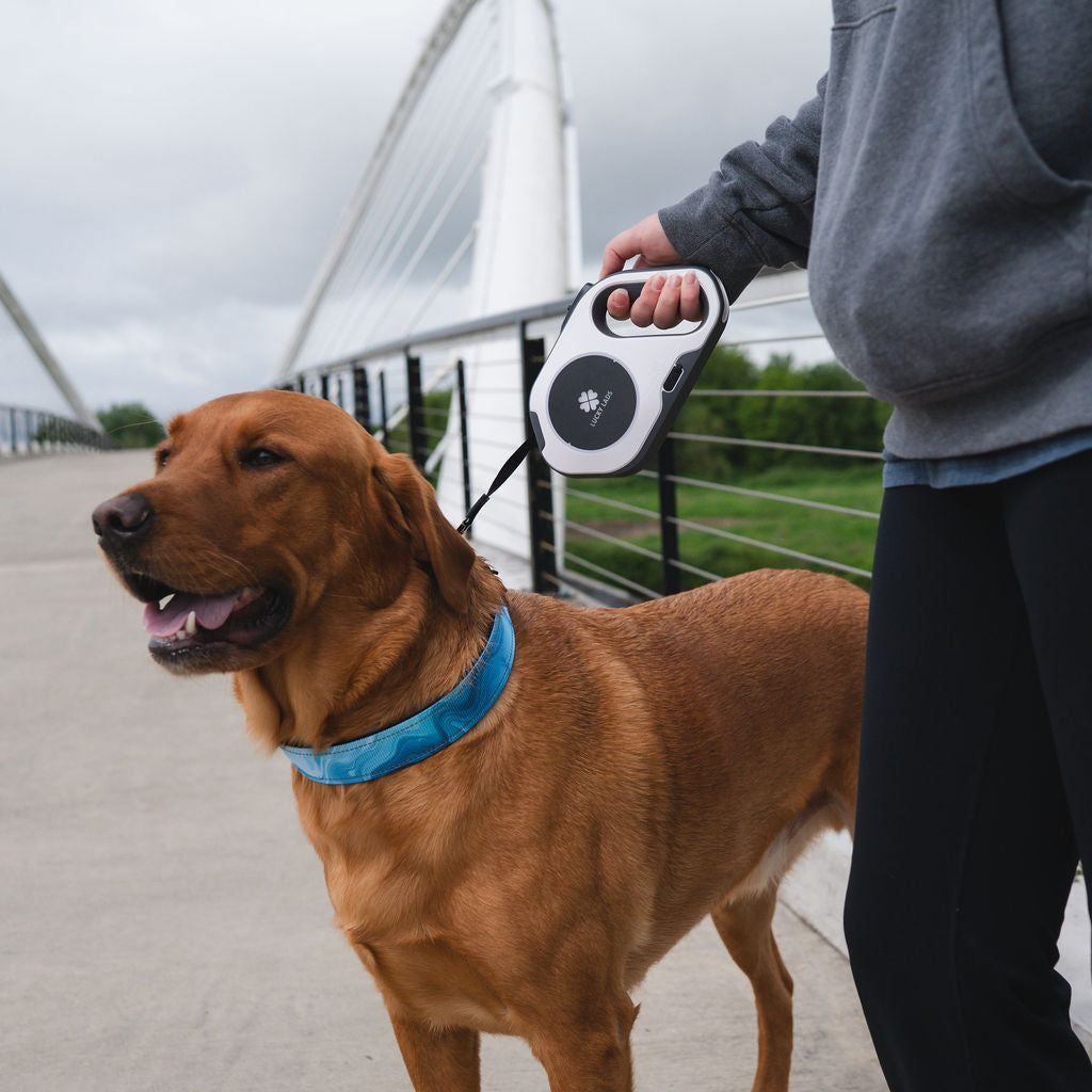 Rechargeable LED Retractable Leash with Front LED Spotlight and Colored Side LED's