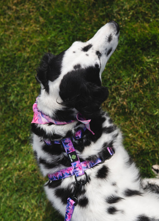 Highly Adjustable Strap Harness- Mountain Sunset