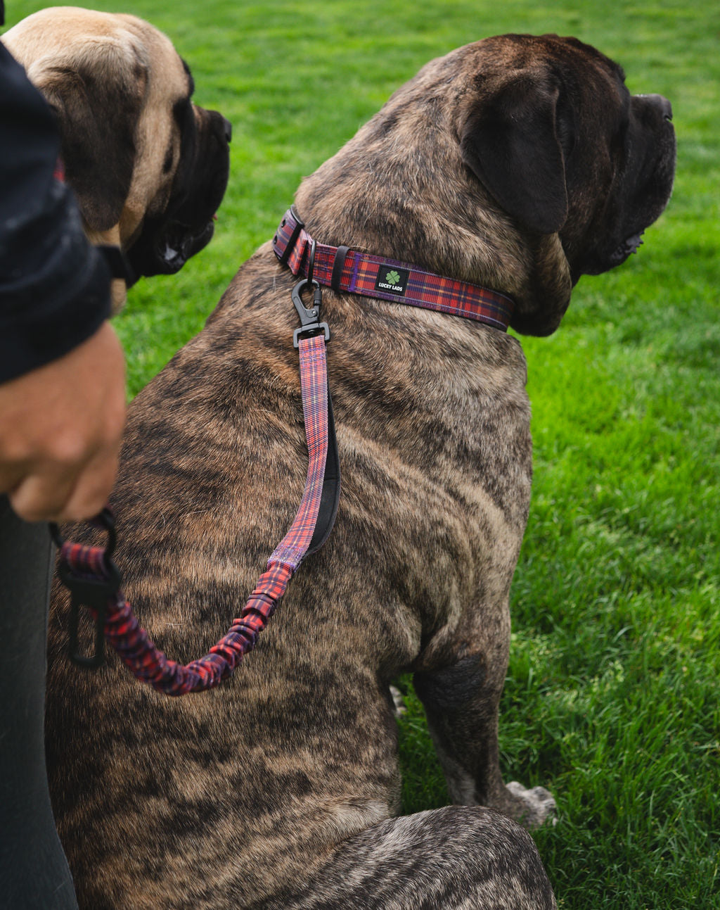Adjustable Heavy Duty Big Fluff XXL Collar - Straight Outta Ireland Tartan