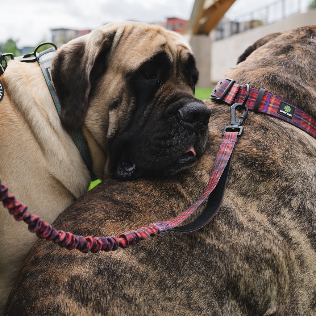 Deluxe Adjustable No Pull Leash: Straight Outta Ireland Tartan