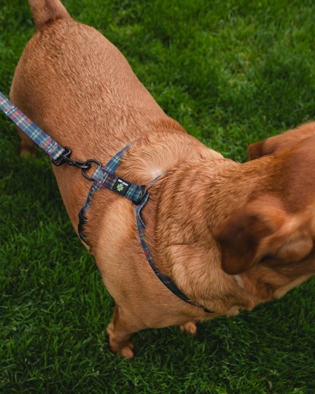 Comfort No Tangle Leash- Mid Mod Perfect Plaid