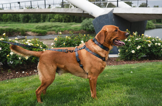 Highly Adjustable Strap Harness- Mid Mod Perfect Plaid