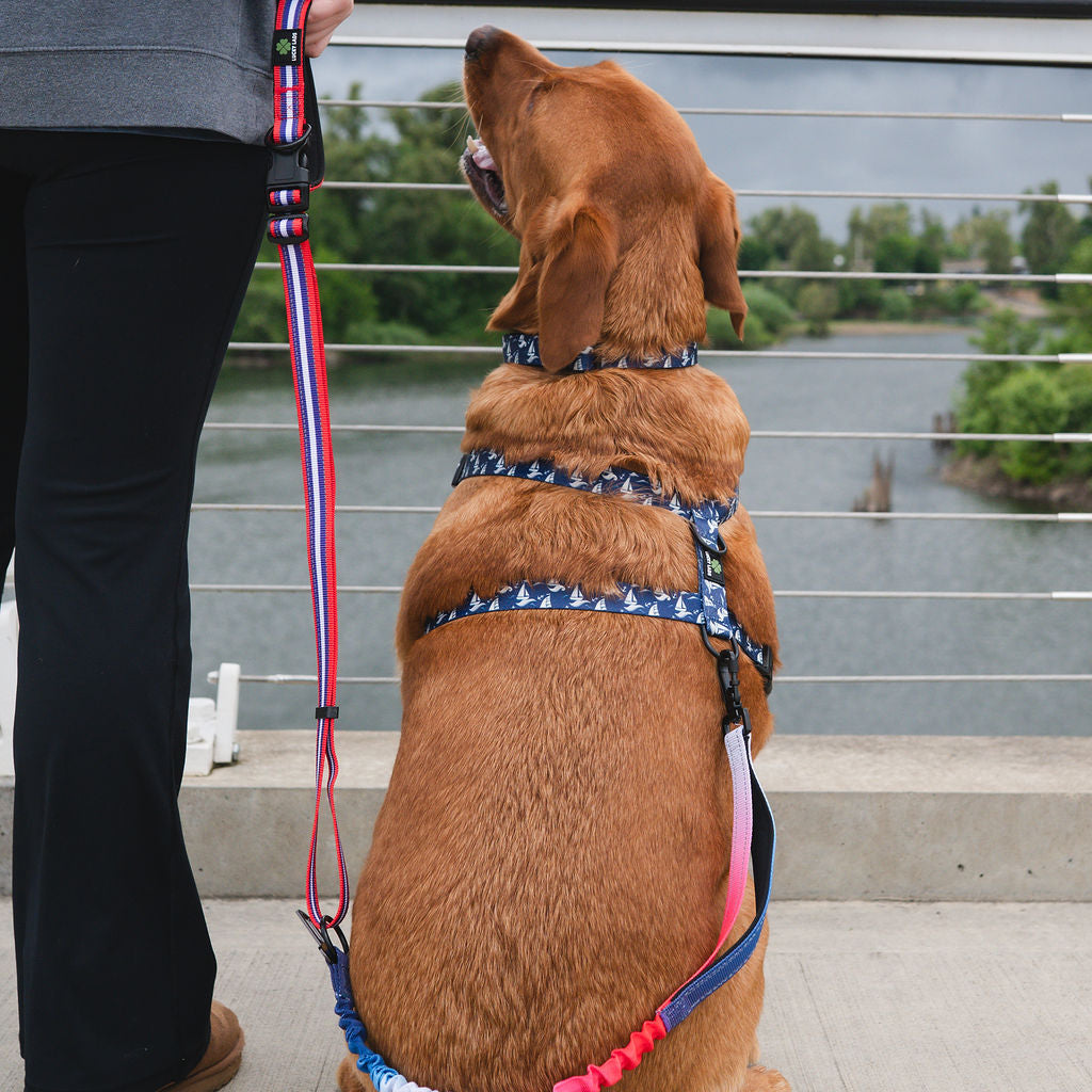 Deluxe Adjustable No Pull Leash- Red, White and Blue