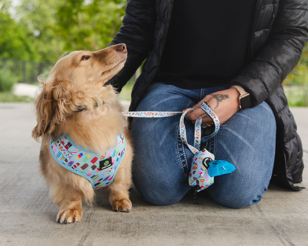 Comfort No Tangle Leash: Ice Cream Dream- 75 Licks