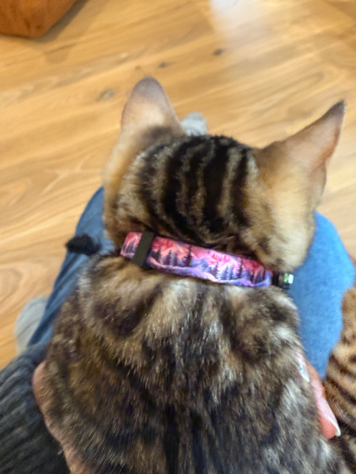 Kitty Kat Collar with Attached Air Tag Holder - Mountain Sunset