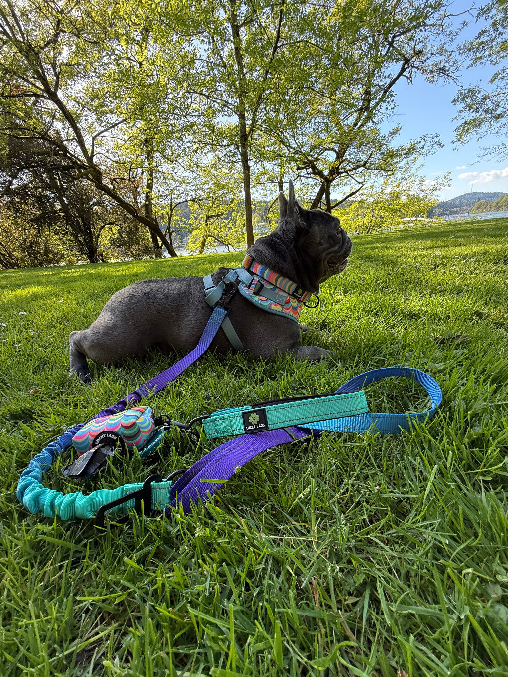 Deluxe Adjustable No Pull Leash: The Northern Lights