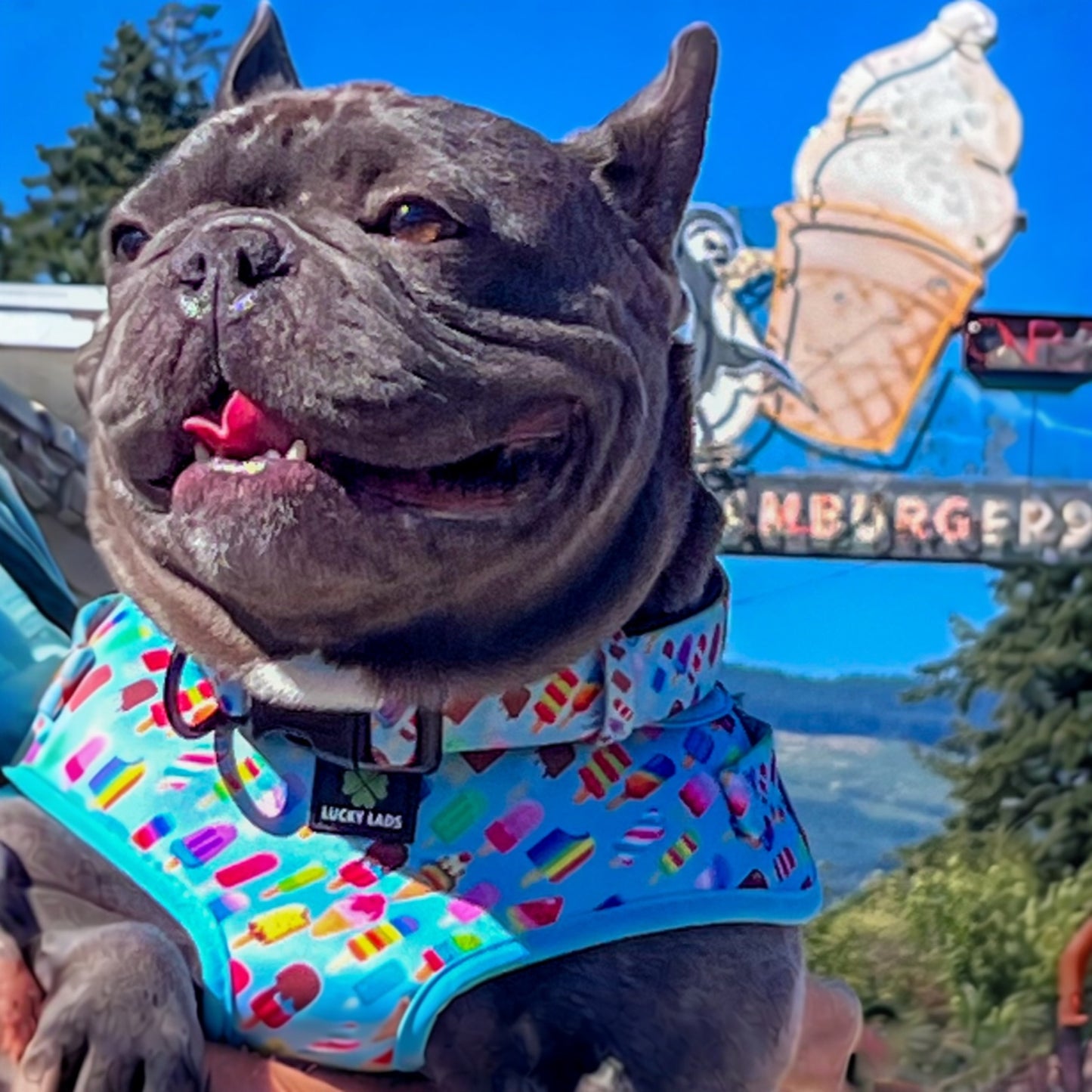 Adjustable Comfort Collar: Ice Cream Dreams- 75 Licks