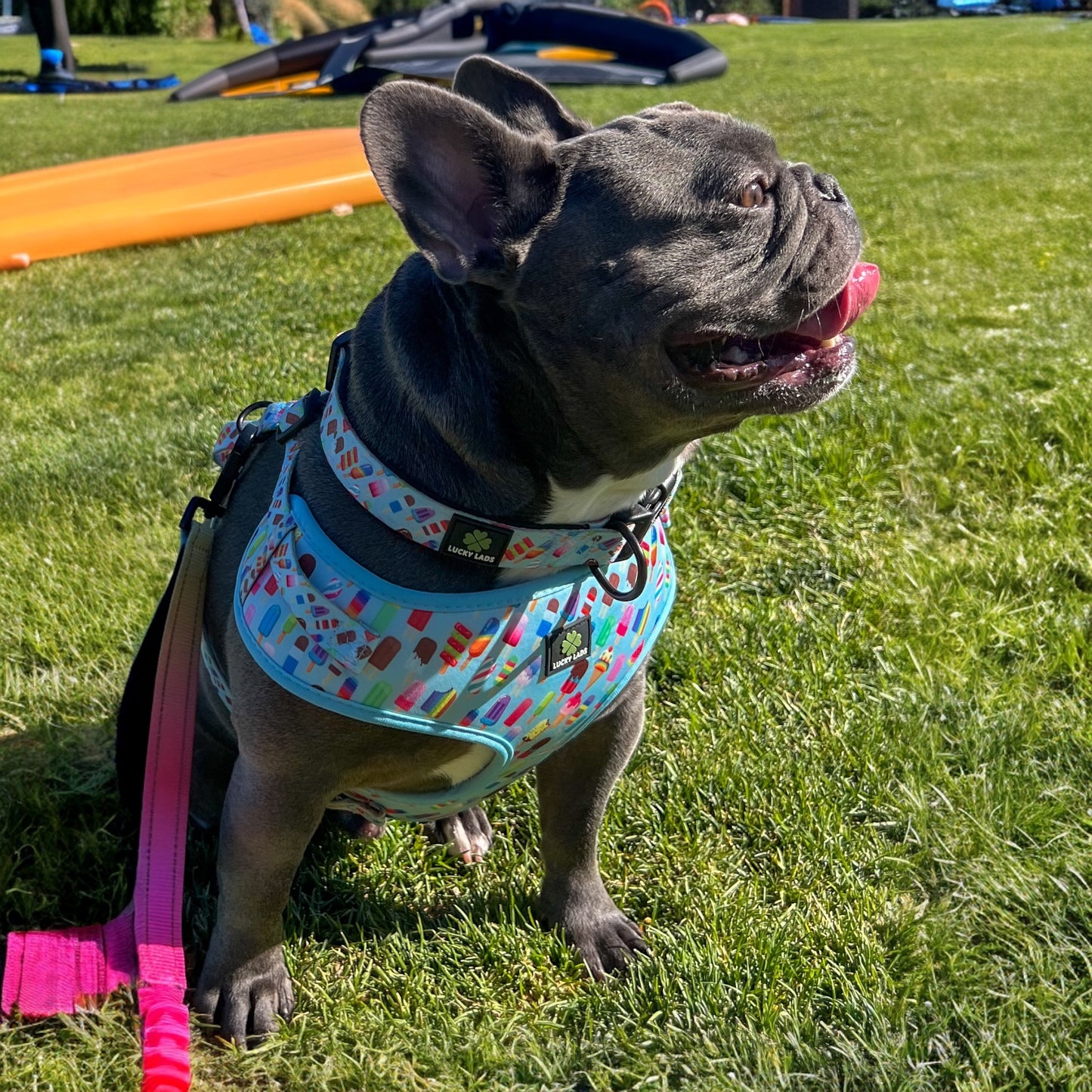 Adjustable Comfort Collar: Ice Cream Dreams- 75 Licks